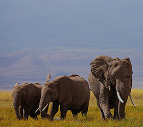 8 Days Amboseli – Masai Mara Safari & Bwindi Gorilla Safari