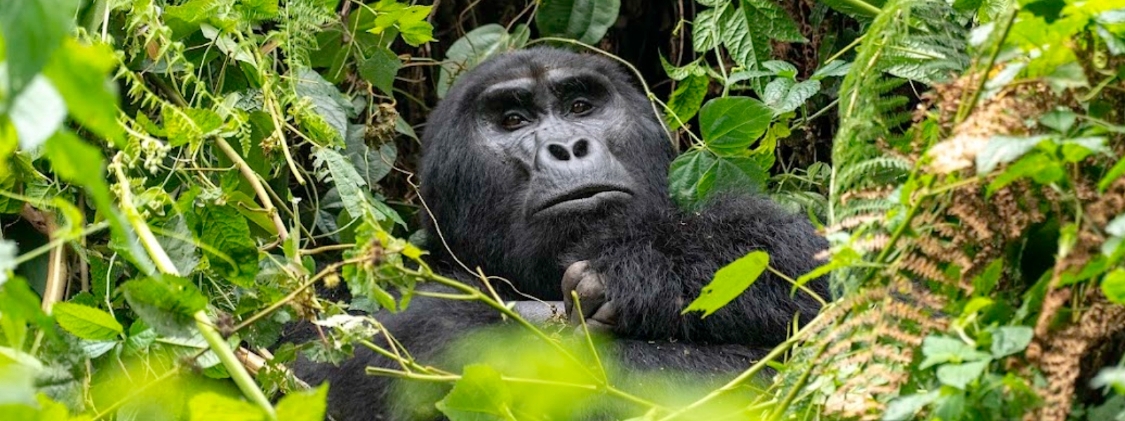 10 Days Gorillas-wildlife & Beach Safari