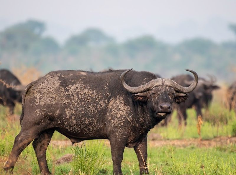 A-BUFFALO-CLEARLY-SPOTTED-IN-QUEEN-ELIZABETH-NATIONAL