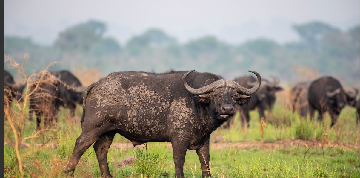 A-BUFFALO-CLEARLY-SPOTTED-IN-QUEEN-ELIZABETH-NATIONAL