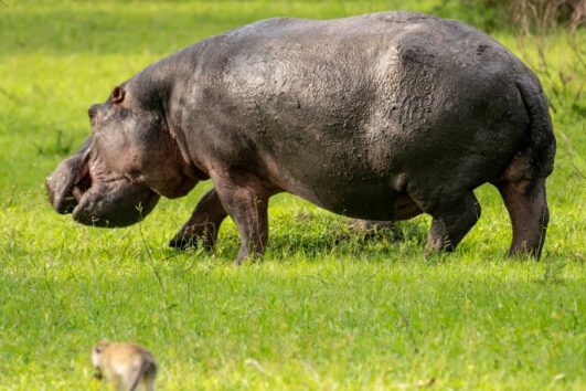 A-HIPPOPOTAMUS-GRAZING-ON-THE-LAND-OF-LAKE-MBURO-NATIONAL-PARK