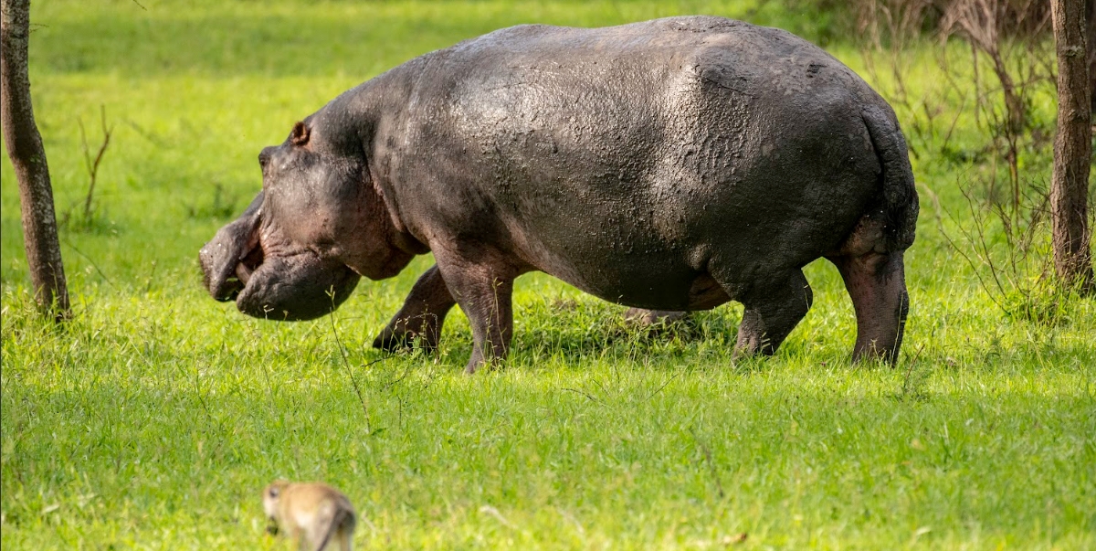 A-HIPPOPOTAMUS-GRAZING-ON-THE-LAND-OF-LAKE-MBURO-NATIONAL-PARK
