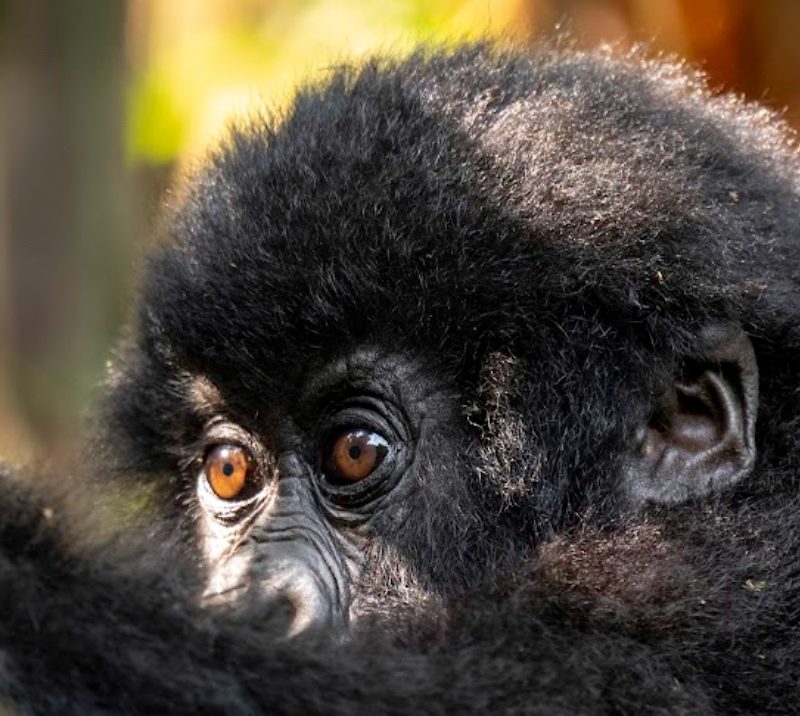 10 Days Uganda Safari Tour