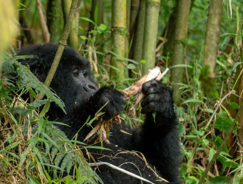 10 Days Great Migration and Primate Safari