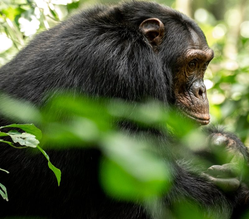 CHIMPANZEE-IN-THE-THICK-NATURAL-WOODS-OF-KIBALE-NATIONAL-PARK