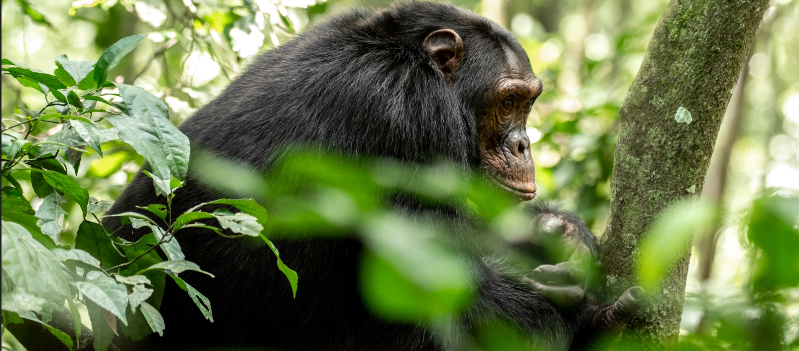 CHIMPANZEE-IN-THE-THICK-NATURAL-WOODS-OF-KIBALE-NATIONAL-PARK