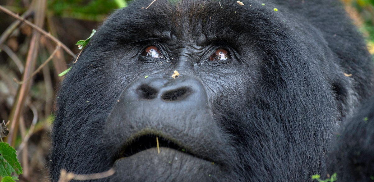 GORILLA-AT-BWINDI-NATIONAL-PARK