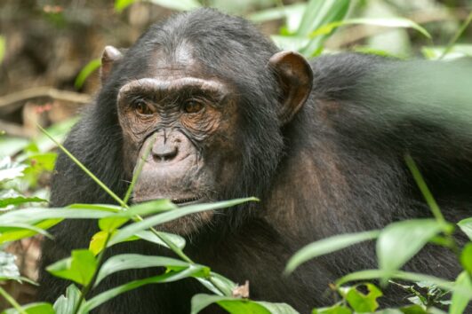 Chimpanzee Trekking in Uganda