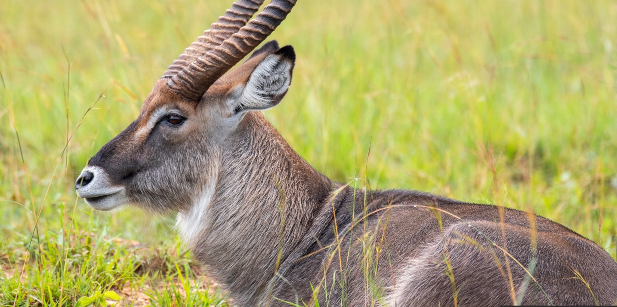 HISTORY-OF-QUEEN-ELIZABETH-NATIONAL-PARK-DEFASSA-WATER-BUCK.