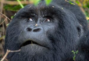 6 Days Gorillas and Wildlife Safari Uganda