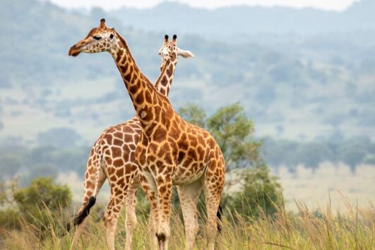 Kidepo Valley National Park: Uganda’s Untamed Wilderness