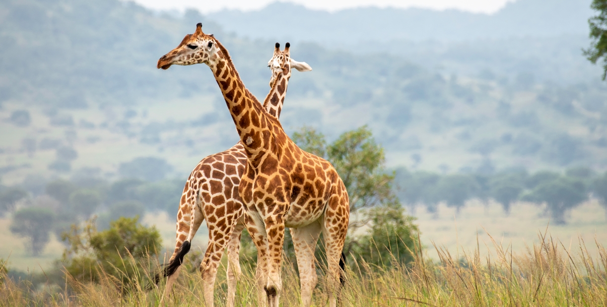 Kidepo Valley National Park: Uganda’s Untamed Wilderness
