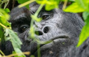 10 Days Gorillas-wildlife & Beach Safari