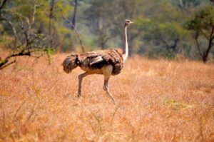 Amboseli National Park