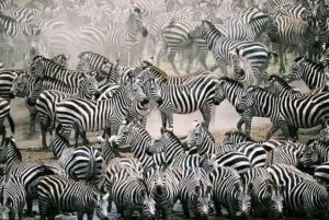 9 Days Uganda Safari – Gorilla trekking, Chimpanzee tracking & Wildlife