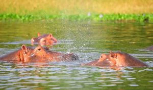 Lake Mburo National Park