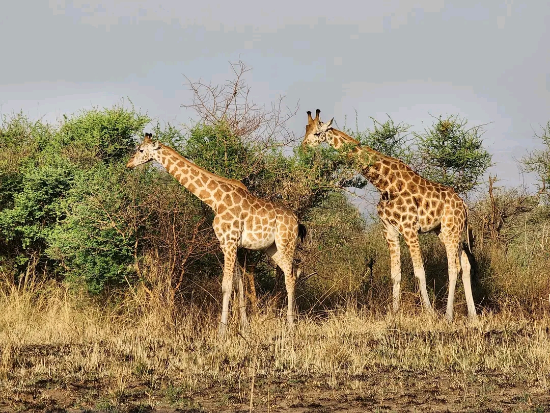 Akagera National Park