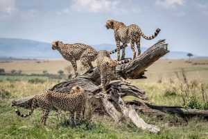 4-Day Murchison Falls Safari & Ziwa Rhino tracking