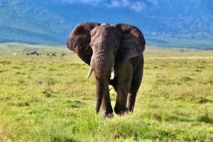10 Days Tanzania Wildlife Safari: