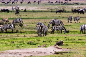 6 Days Serengeti – Ngorongoro Safari