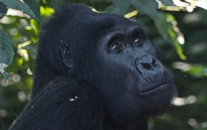 6 Days Gorillas and Wildlife Safari Uganda