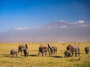 8 Days Kenya Wildlife Safari