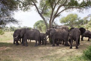 Kidepo Valley National Park