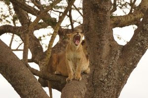 Queen Elizabeth National Park