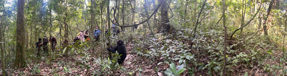3 Days Chimpanzee Habituation Safari