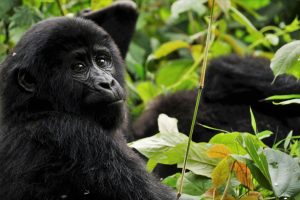 Bwindi Impenetrable National Park(Uganda)