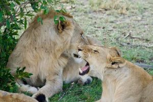 Masai-Mara National Reserve.(Kenya)