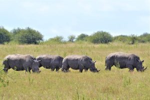 4-Day Murchison Falls Safari & Ziwa Rhino tracking