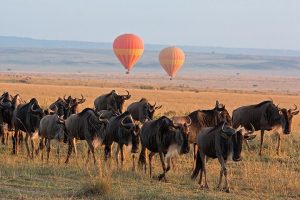8 Days Kenya Wildlife Safari