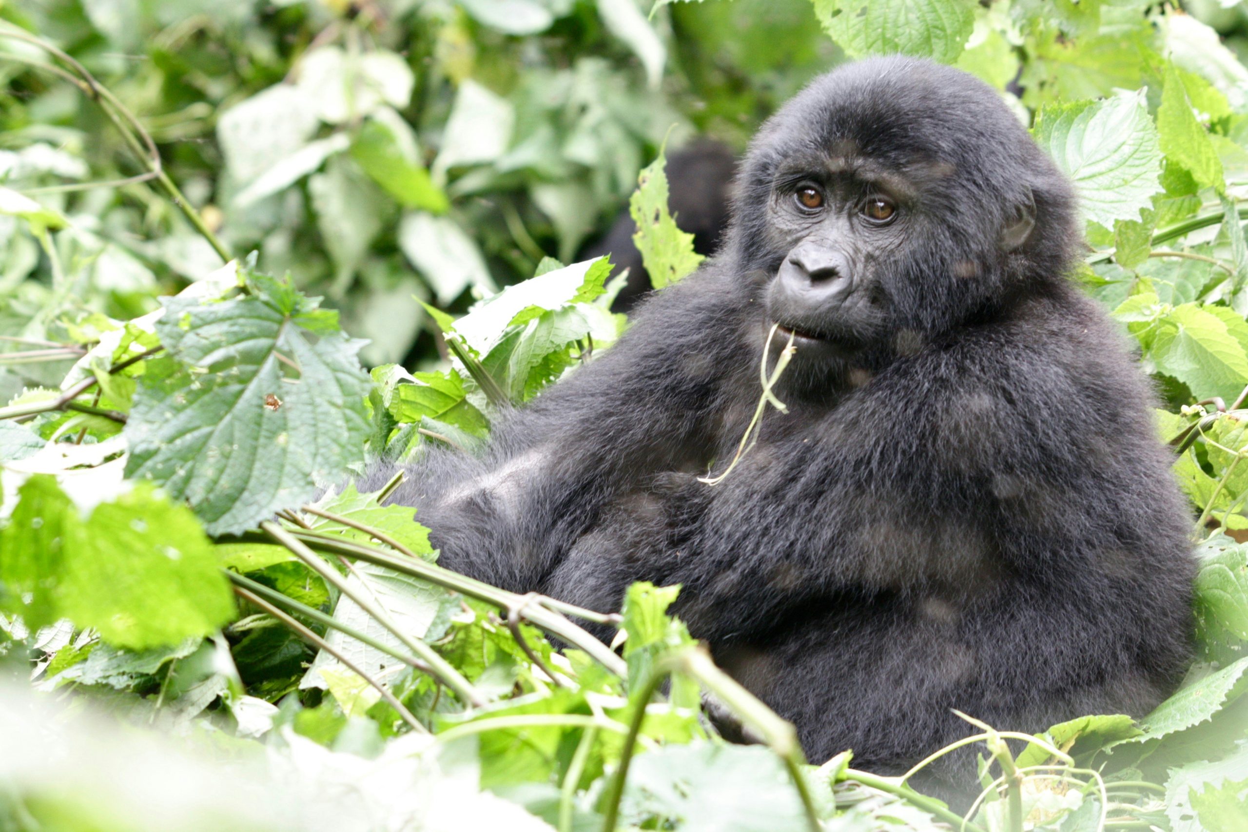 How long does a gorilla trekking experience last?