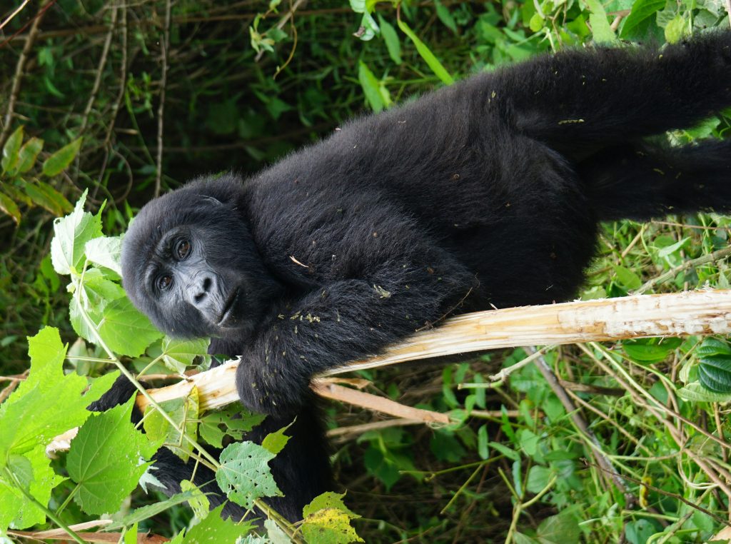 How close can I get to the gorillas?
