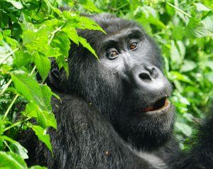 Mgahinga National Park