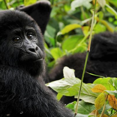 9 Days Uganda Gorillas and Tanzania Safari