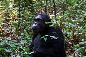 7 Days Rwanda & Tanzania Safari: Gorillas and Serengeti Wildlife Safari
