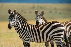 9 Day Kenya and Uganda Safari