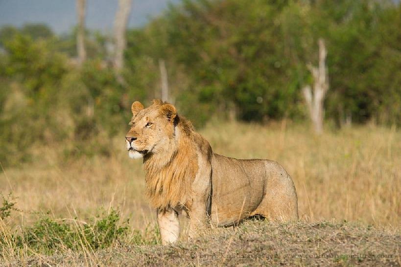 4 Days Murchison Falls Safari & Ziwa Rhino tracking