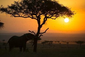 Murchison Falls national park