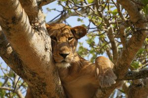 5 Days Queen Elizabeth Wildlife Safari & Kibale Chimpanzee trekking
