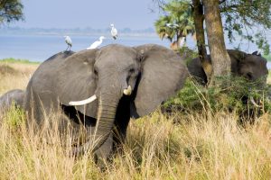 8 Days Amboseli – Masai Mara Safari & Bwindi Gorilla Safari