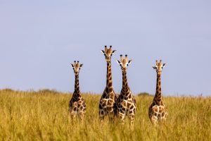 10 days ultimate Uganda Safari