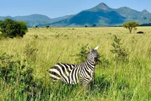 Ngorongoro crater