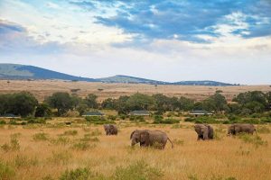 11 Days Wildlife Safaris in Tanzania