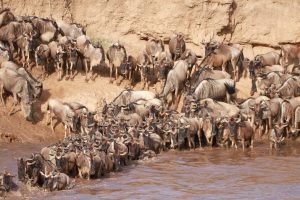 Serengeti national park