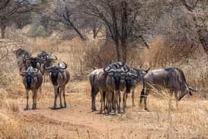 6 Days Serengeti – Ngorongoro Safari