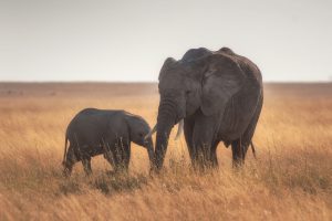 9 Days Wildlife Safari in Tanzania