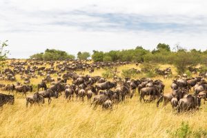 10 Days Great Migration and Primate Safari